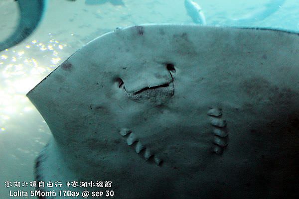 2012 9 30 澎湖水族館 (36)